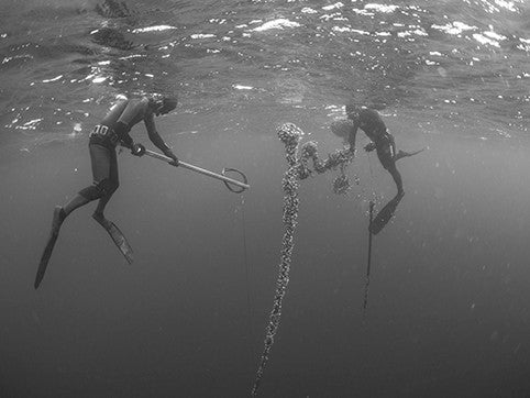 Freediving Offers Hope to Recovering Troops