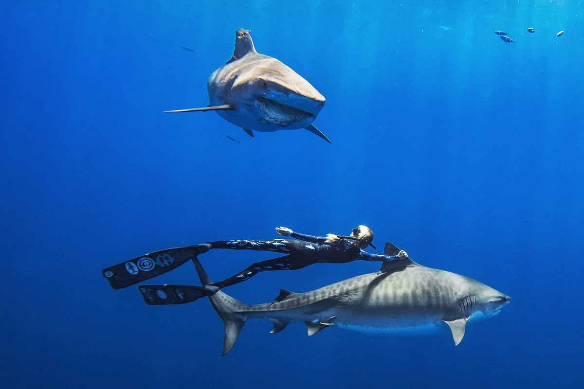 Women Legging: Shark Pattern – Diving Specials Shop