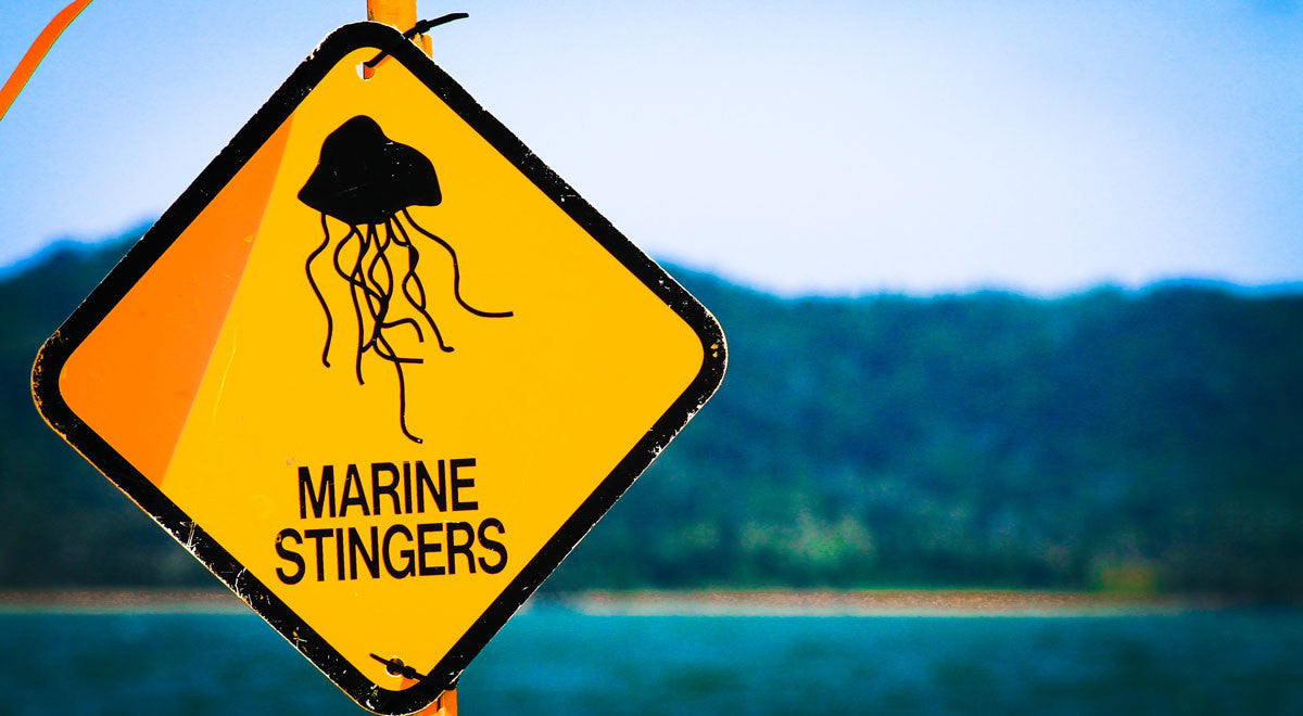 Stinger Season Has Arrived