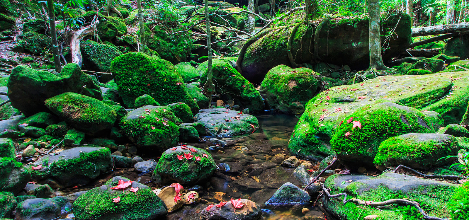 Canyoning Shoes, Socks and Booties